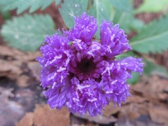 Centratherum punctatum