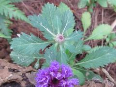 Centratherum punctatum