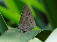 Arhopala eupolis