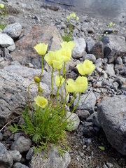 Papaver lapponicum