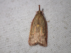 Enchocrates glaucopis