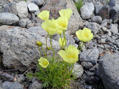 Papaver lapponicum