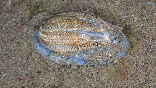 Oliva sericea observed 2025-09-27
