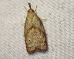 Enchocrates glaucopis