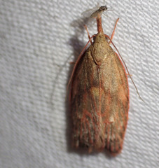 Enchocrates glaucopis