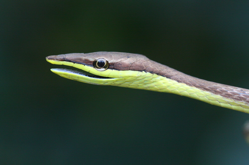Oxybelis microphthalmus