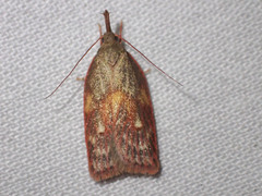 Enchocrates glaucopis
