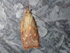 Enchocrates glaucopis