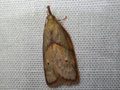 Enchocrates glaucopis