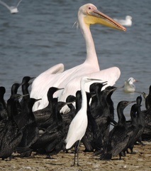 Pelecanus onocrotalus