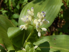 Tinantia macrophylla