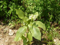 Tinantia macrophylla