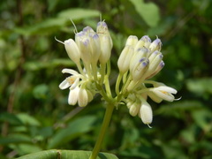 Tinantia macrophylla