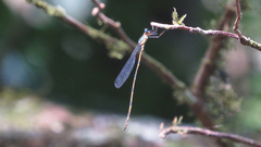 Synlestes selysi
