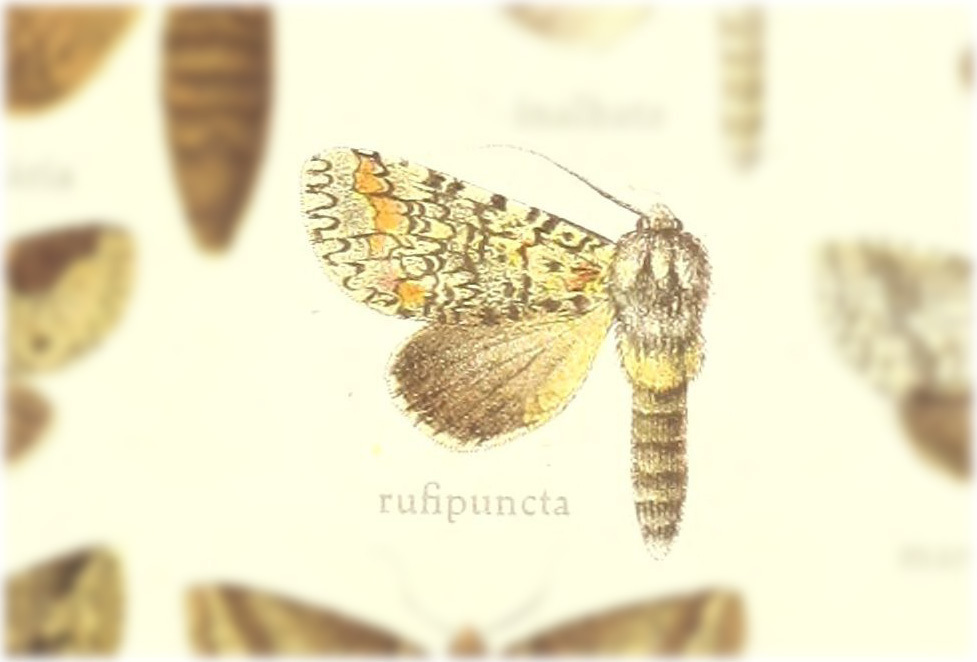 Meragisa rufipuncta