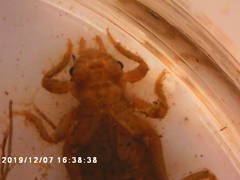 Burmagomphus vermicularis