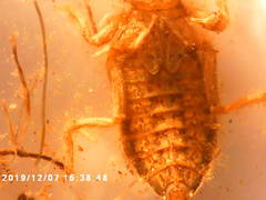 Burmagomphus vermicularis