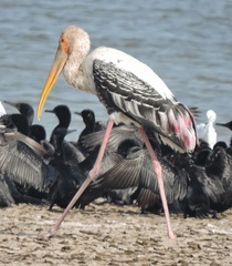 Mycteria leucocephala