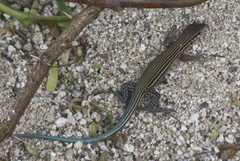 Aspidoscelis lineattissimus