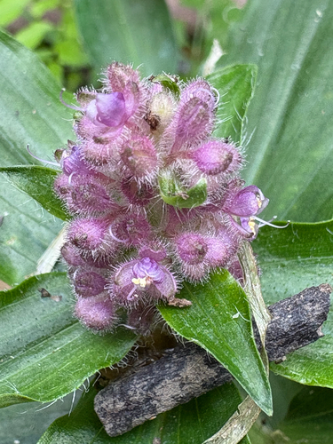 Climbing flower cup (Floscopa scandens)