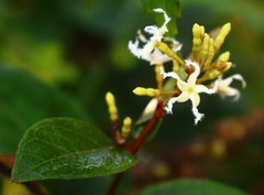 Ichnocarpus frutescens