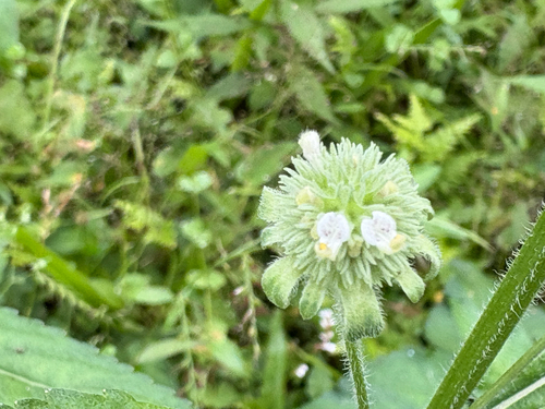 Hyptis rhomboidea iNat (2)