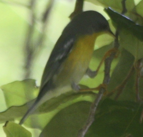 Setophaga pitiayumi