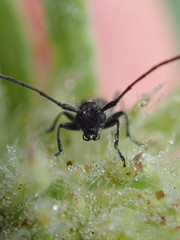 Phytoecia caerulescens