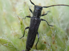 Phytoecia caerulescens