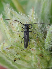 Phytoecia caerulescens