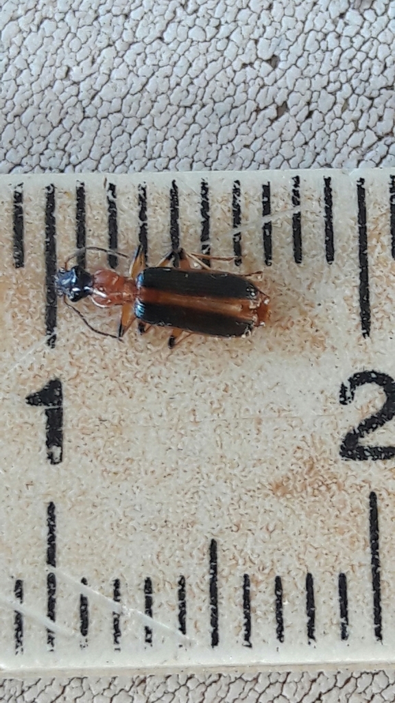 Calleida suturella
