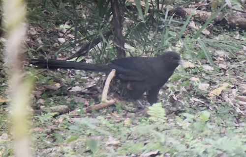 Centropus menbeki observed 2025-10-12