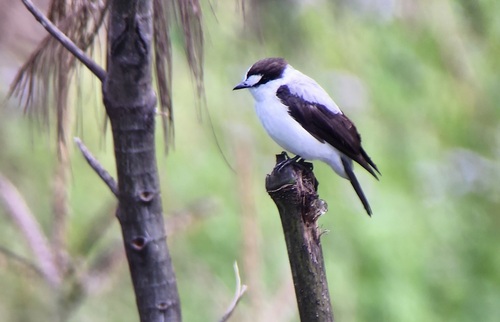 Monachella muelleriana observed 2025-10-15