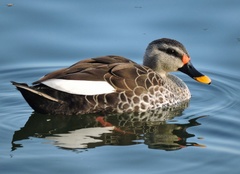 Anas poecilorhyncha