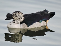 Sarkidiornis melanotos