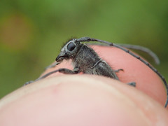 Phytoecia caerulescens