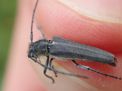 Phytoecia caerulescens