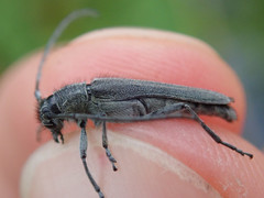 Phytoecia caerulescens