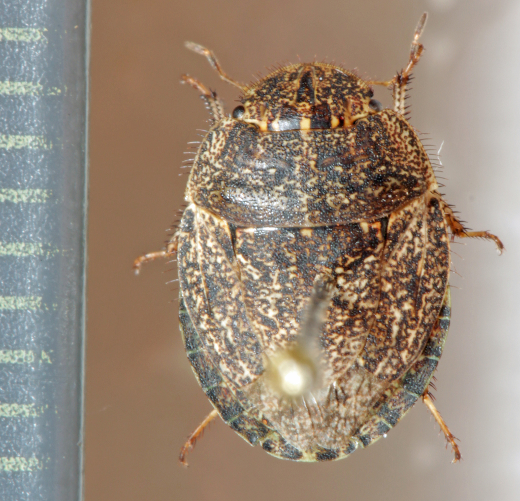 Pododus