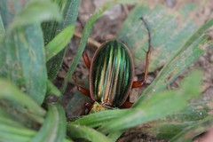 Carabus auratus