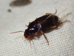 Harpalus griseus