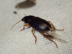 Harpalus griseus