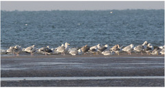 Larus argentatus vegae