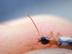 Demetrias imperialis