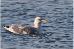 Larus argentatus vegae
