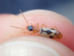 Demetrias imperialis