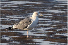 Larus argentatus vegae