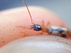 Demetrias imperialis