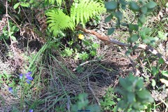 Ranunculus bulbosus aleae