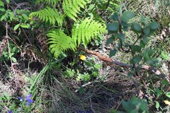 Ranunculus bulbosus aleae